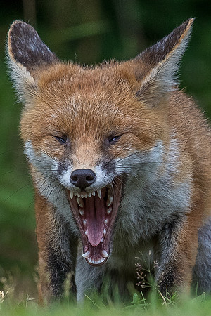 The red fox, Vulpes vulpes