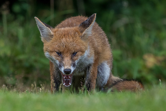 The red fox, Vulpes vulpes