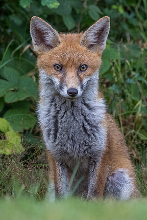 The red fox, Vulpes vulpes