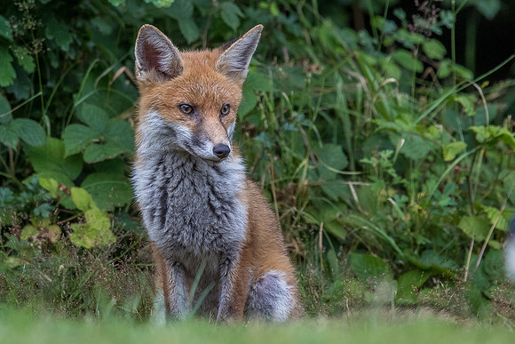 The red fox, Vulpes vulpes