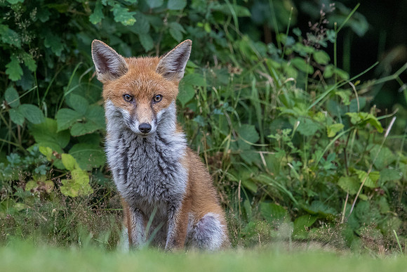 The red fox, Vulpes vulpes