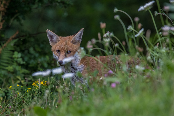 The red fox, Vulpes vulpes
