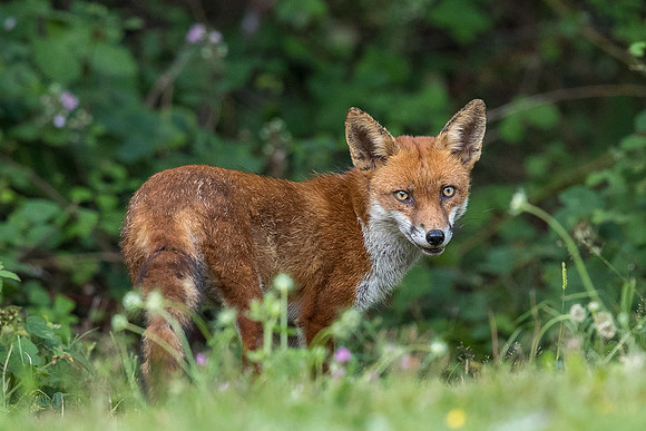 The red fox, Vulpes vulpes