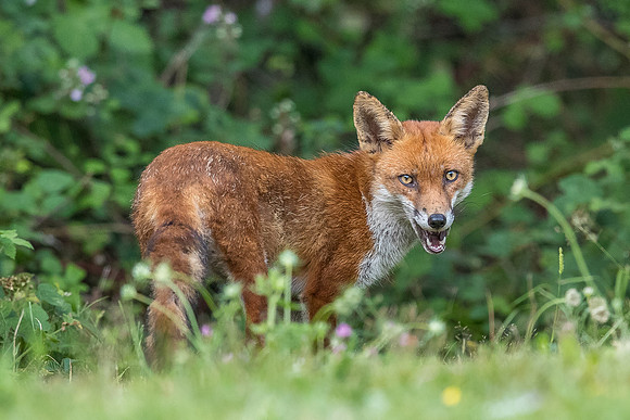 The red fox, Vulpes vulpes
