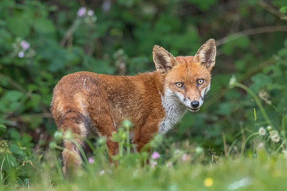 The red fox, Vulpes vulpes