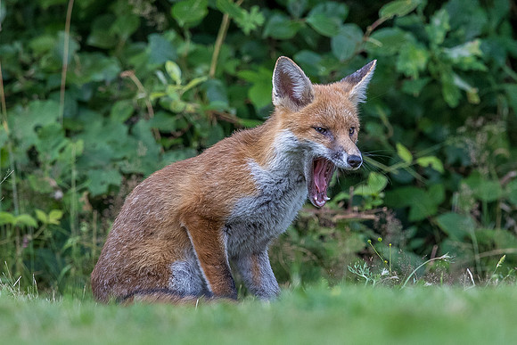 The red fox, Vulpes vulpes