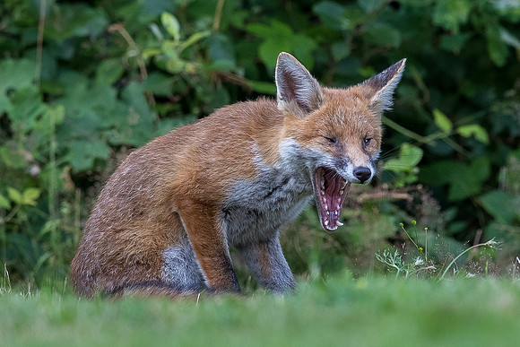 The red fox, Vulpes vulpes