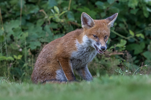The red fox, Vulpes vulpes