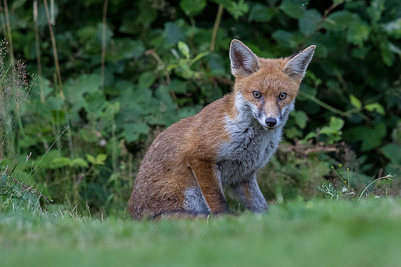 The red fox, Vulpes vulpes