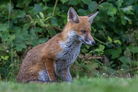 The red fox, Vulpes vulpes