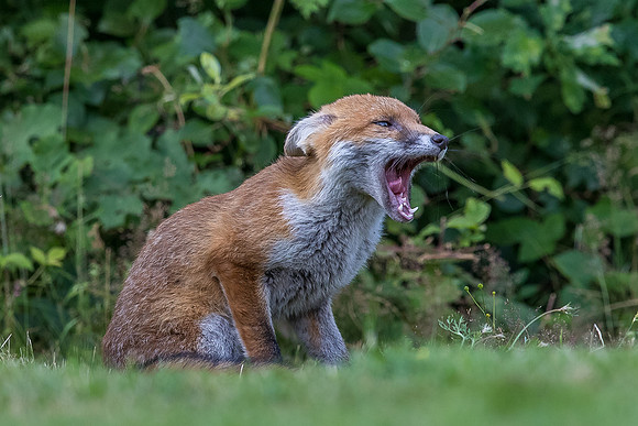 The red fox, Vulpes vulpes