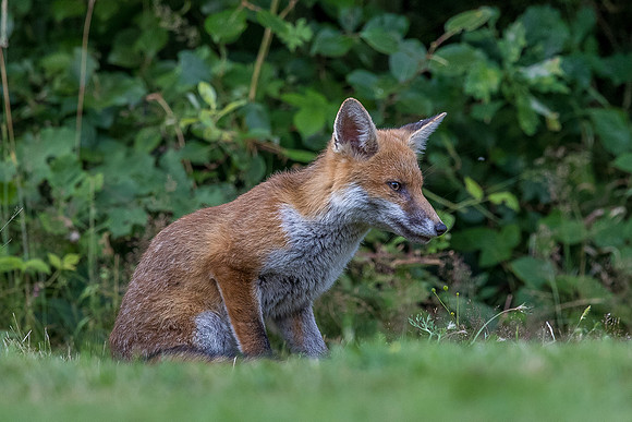 The red fox, Vulpes vulpes