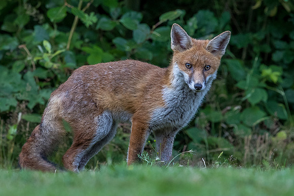 The red fox, Vulpes vulpes