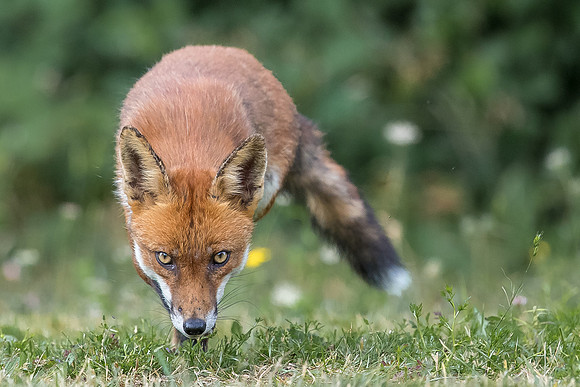 The red fox, Vulpes vulpes
