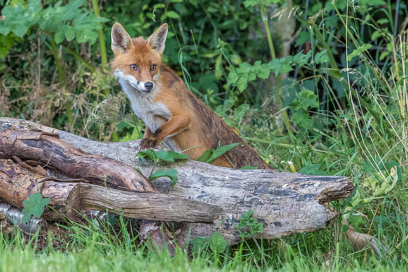The red fox, Vulpes vulpes