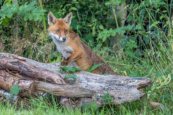 The red fox, Vulpes vulpes