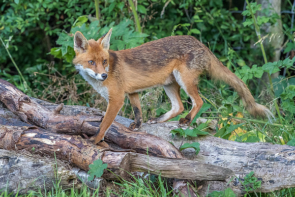 The red fox, Vulpes vulpes