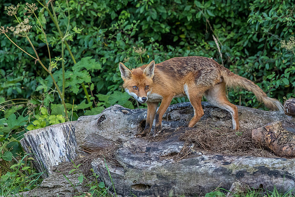 The red fox, Vulpes vulpes