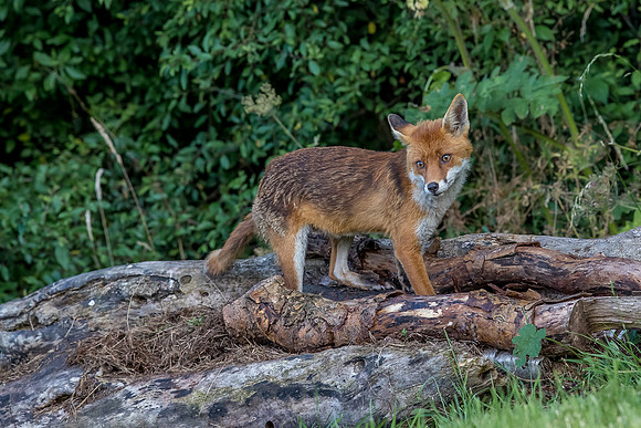 The red fox, Vulpes vulpes