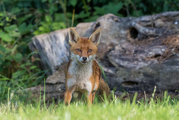 The red fox, Vulpes vulpes