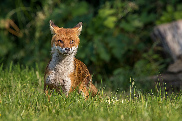 The red fox, Vulpes vulpes