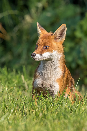 The red fox, Vulpes vulpes