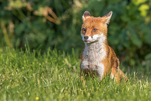 The red fox, Vulpes vulpes
