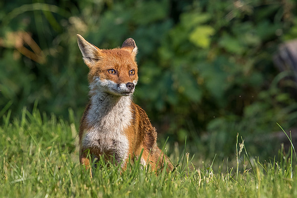 The red fox, Vulpes vulpes