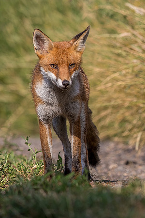 The red fox, Vulpes vulpes