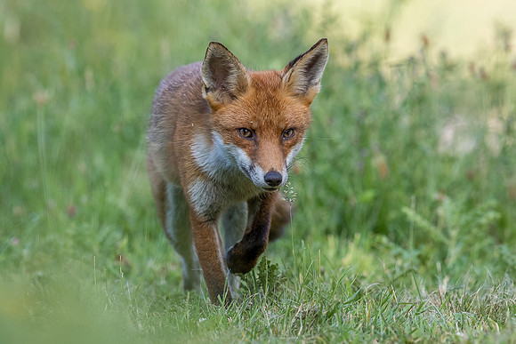 The red fox, Vulpes vulpes