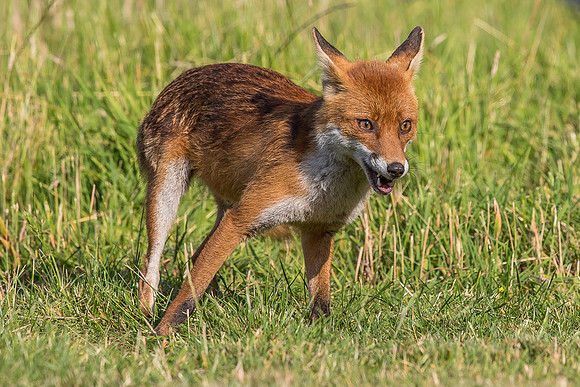 The red fox, Vulpes vulpes