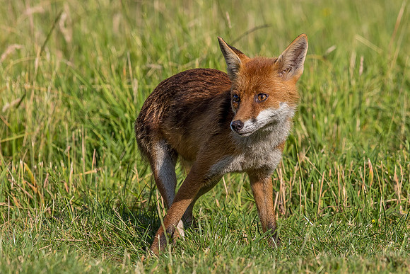 The red fox, Vulpes vulpes