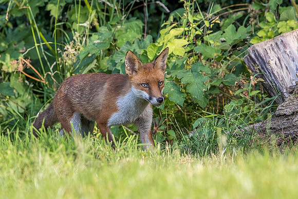 The red fox, Vulpes vulpes