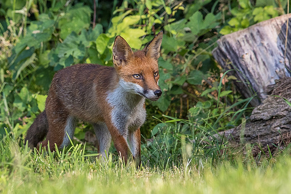 The red fox, Vulpes vulpes