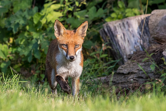 The red fox, Vulpes vulpes