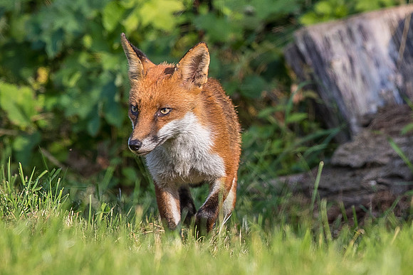 The red fox, Vulpes vulpes