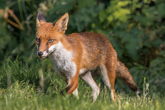 The red fox, Vulpes vulpes