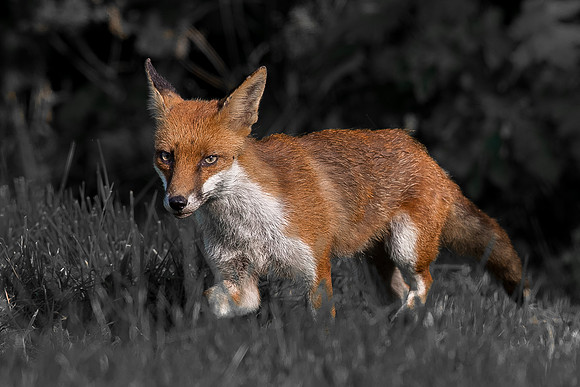 The red fox, Vulpes vulpes
