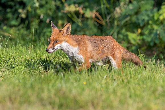 The red fox, Vulpes vulpes