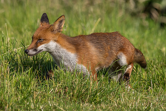 The red fox, Vulpes vulpes
