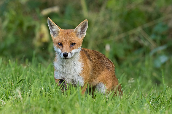 The red fox, Vulpes vulpes