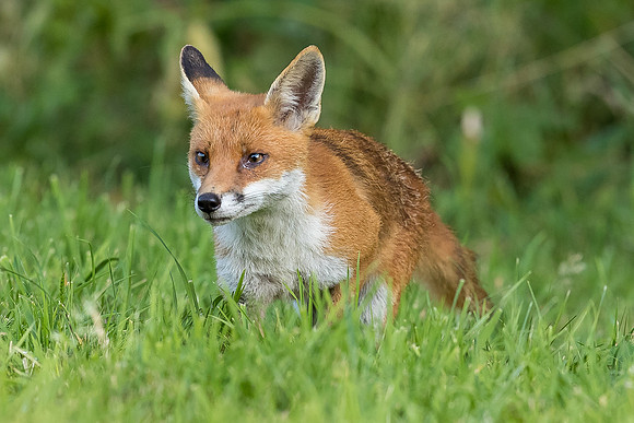 The red fox, Vulpes vulpes