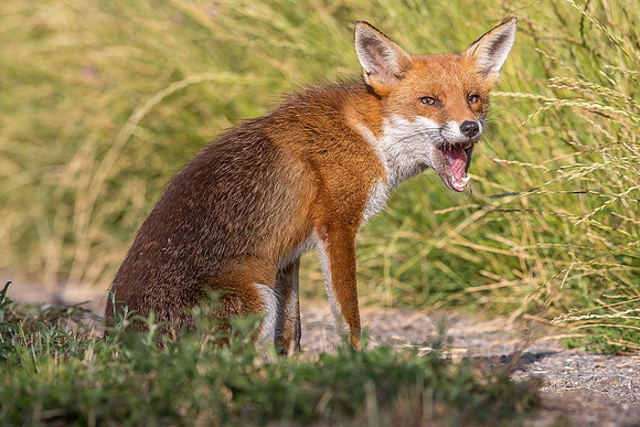 The red fox, Vulpes vulpes