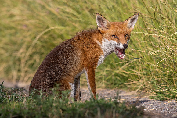 The red fox, Vulpes vulpes