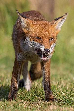 The red fox, Vulpes vulpes