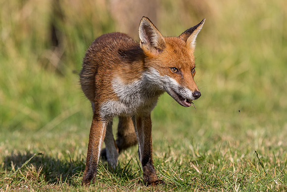 The red fox, Vulpes vulpes