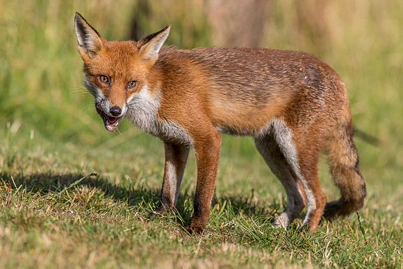 The red fox, Vulpes vulpes