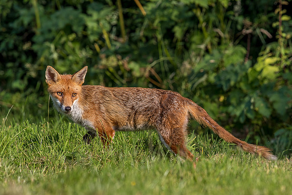 The red fox, Vulpes vulpes