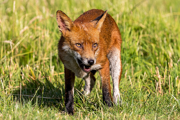 The red fox, Vulpes vulpes