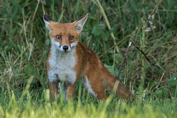 The red fox, Vulpes vulpes